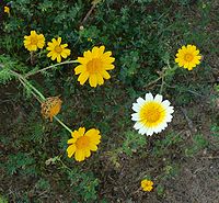 Cropped image of Garland chrysanthemum, aspect ratio 16:4