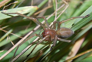 Nővér tövisujja (Cheiracanthium punctorium), nőstény