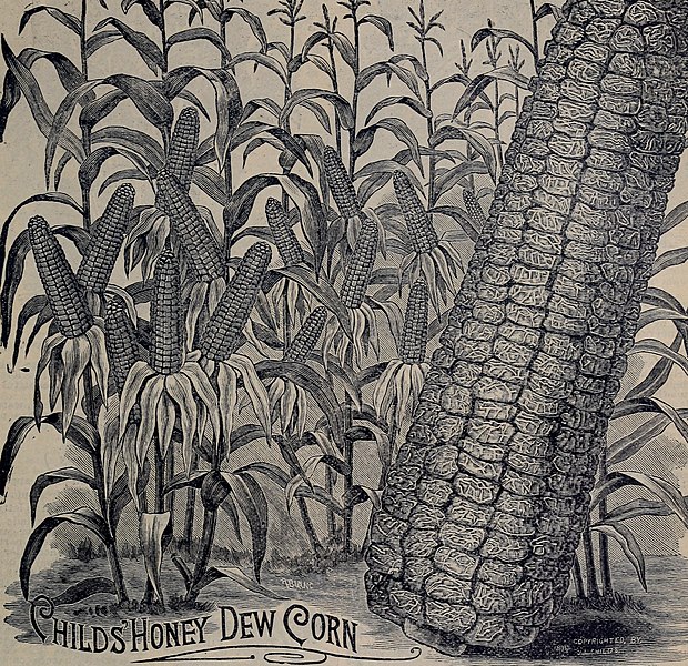 File:Childs' rare flowers, vegetables, and fruits (1898) (19984493904).jpg