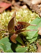 Chiloglottis grammata