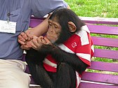 Chimpanzee 2.JPG