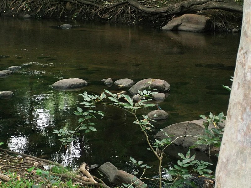 File:Chinnar River @ Chinnar Wildlife Sanctuary - panoramio (5).jpg