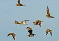 Winter plumage; Delta del Llobregat, Barcelona, Spain