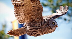 Fauconnerie du Puy du Fou makalesinin açıklayıcı görüntüsü