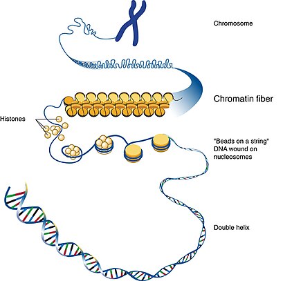 Chromatin is a substance within a chromosome consisting of DNA and protein. The DNA carries the cell's genetic instructions. The major proteins in chromatin are histones, which help package the DNA in a compact form that fits in the cell nucleus. Chromatin and histones.jpg