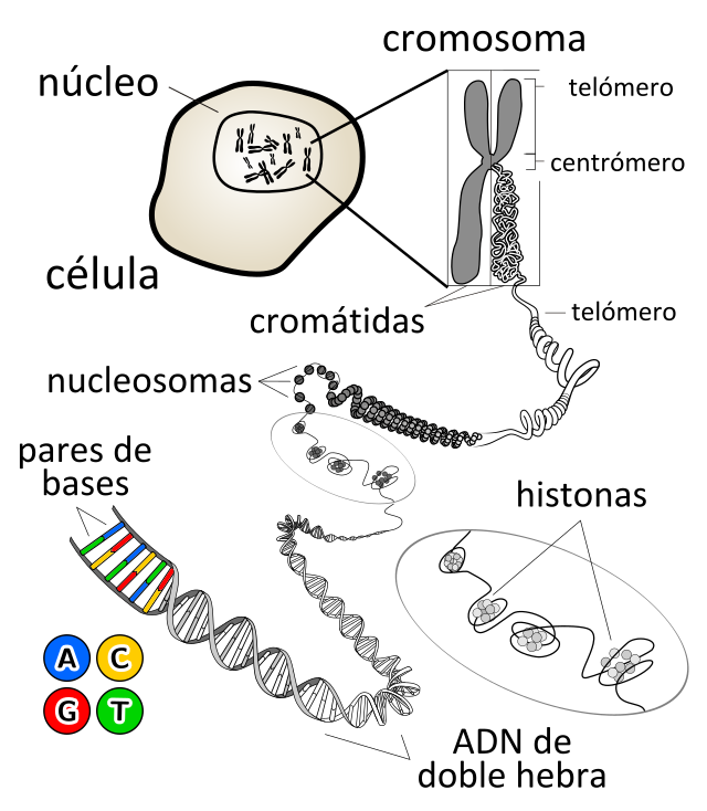 Ácido desoxirribonucleico - Wikipedia, la enciclopedia libre