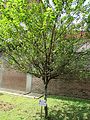 Chrysophyllum cainito (Star apple) tree in RDA, Bogra 02.jpg