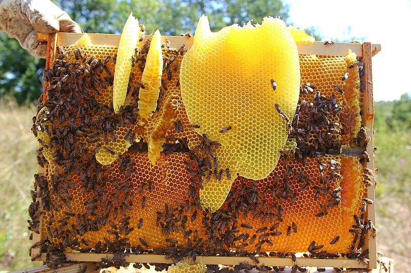 Cire d'Abeille jaune BIO  Cire d'abeille, Rouge à lèvres naturel, Abeille