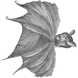 Cirrothauma magna