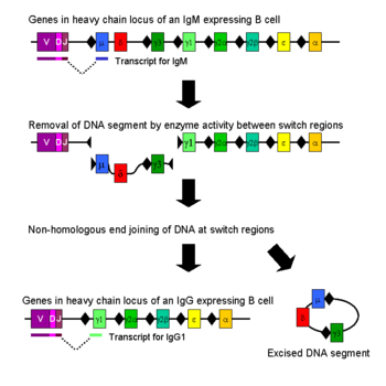 Mechanism of class-switch recombination that allows isotype switching in activated B cells. Class switch recombination.png
