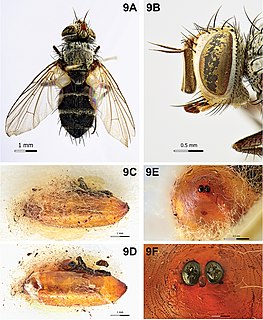 <i>Clausicella</i> Genus of flies