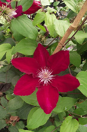 Descrição da imagem Clematis patens Rebecca 'Evipo016' 3.JPG.