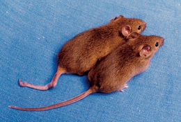 Cloned mice with different DNA methylation.png