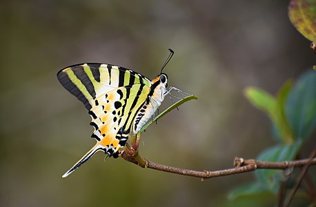 Ventral view