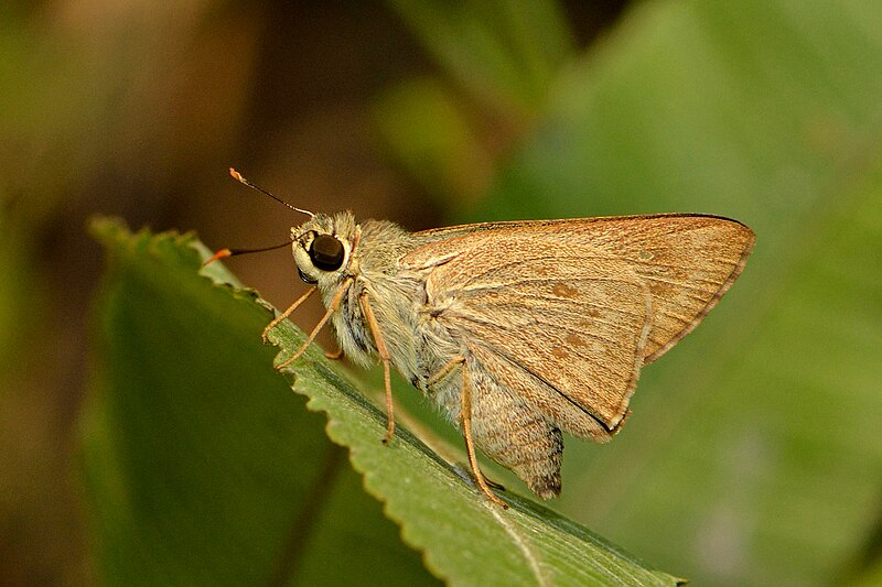 File:Close wing basking position of Pithauria stramineipennis Wood-Mason & de Nicéville, (1887) – Light Straw Ace DSC 3078.jpg