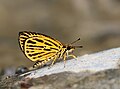 * Nomination Ampittia subvittatus (Moore, 1878) -Tiger Hopper. By User:Atanu Bose Photography --Bodhisattwa 06:51, 12 January 2023 (UTC) * Decline  Oppose Lacks detail / too small --Poco a poco 15:19, 12 January 2023 (UTC)