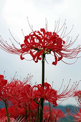 Lycoris radiata – Wikipédia, a enciclopédia livre