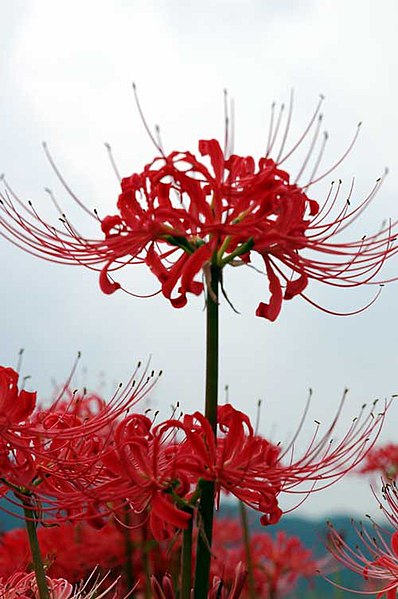 TÌNH YÊU CÂY CỎ ĐV.3 - Page 83 398px-Cluster_amaryllis_close-up