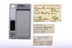 File:Clypeaster rarispinus - ECH-000289 label.jpg (Category:Echinodermata in the Natural History Museum of Denmark)