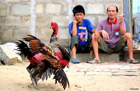 Fighting cock. «Петушиные бои» Сальвдор. Петушиные бои порода Азиль.