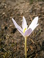 Colchicum alpinum