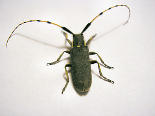 <i>Agapanthia annularis</i> Species of beetle