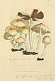 Plate 324. Psathyrella candolleana or closely related