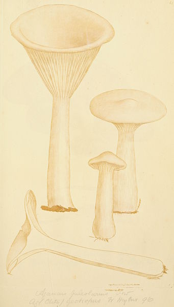 File:Coloured Figures of English Fungi or Mushrooms - t. 61.jpg