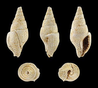 Columbella turonensis