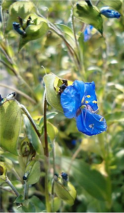 Commelina coelestis.