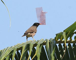 ঘৰ শালিকা