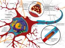 Complete neuron cell diagram fr.svg