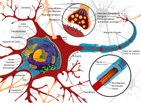 Schéma complet d’un neurone, les neurones traitent et transmettent l’information dans le système nerveux sous la forme d’excitations électriques. Chez les vertébrés, les neurones sont le composant clé du cerveau, de la moelle épinière et des nerfs périphériques. (image vectorielle)