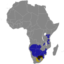 Wildebeest Wikipedia