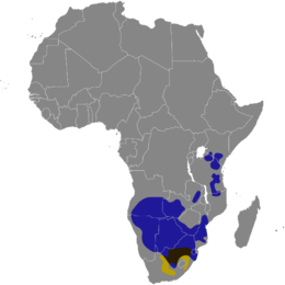 Elterjedési területük (a kék terület a csíkos gnúé, a sárga a fehérfarkú gnúé, míg a barna területen mindkét faj előfordul)