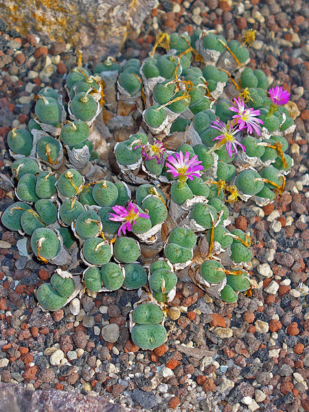 File:Conophytum jucundum admiralii 01.JPG