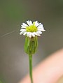 Erigeron canadensis flower close up