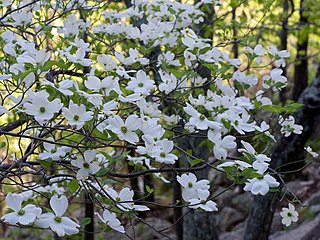 <i>Cornus florida</i> Species of flowering plant in the dogwood family Cornaceae