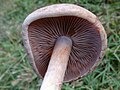 !Cortinarius spilomeus!