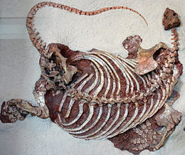 A Cotylorhynchus romeri csontváza