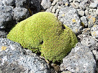 <i>Azorella selago</i> Species of flowering plant