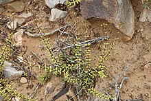 Crassula subaphylla var. subaphylla Anysberg.jpg