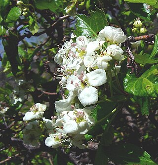 <i>Crataegus erythropoda</i> Species of hawthorn