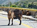 Φαράγγι Ίμπρου (Imbros Gorge)