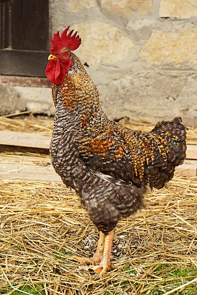 File:Croatia-00677 - Rooster (9373133406).jpg