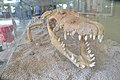 Crocodile skeleton (9105886824).jpg