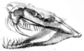 De schedel van een Crotalus- soort.