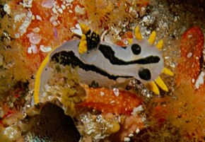 Resmin açıklaması Crowned polycera capensis.jpg.