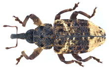 Cryptorhynchus lapathi (لینه ، 1758) (10381974866) .png