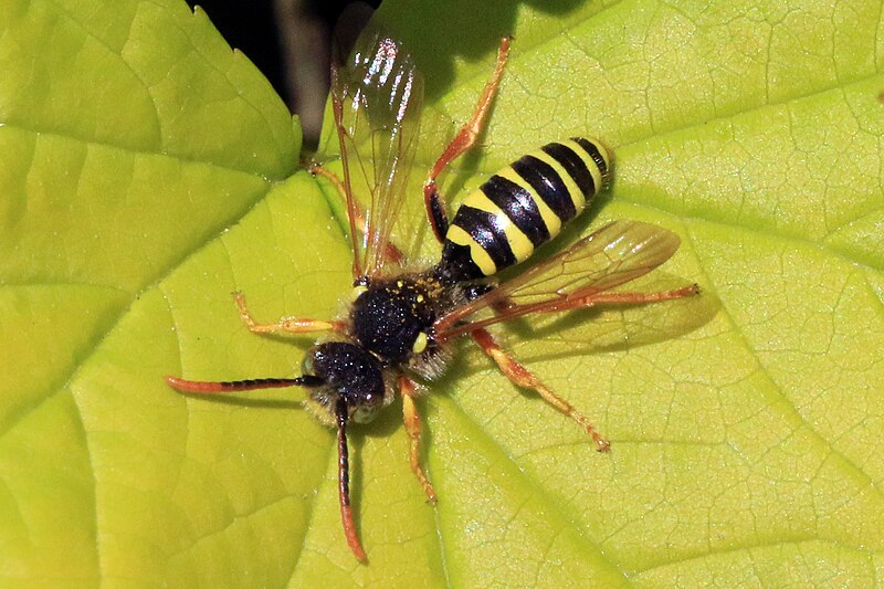 File:Cuckoo bee (Nomada sp).jpg